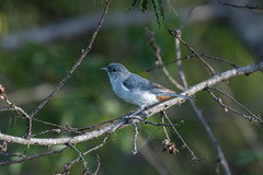 Conirostrum speciosum