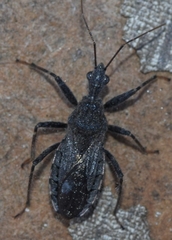 Coranus niger