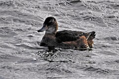 Heteronetta atricapilla