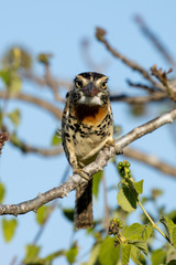 Nystalus maculatus