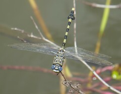 Ictinogomphus ferox