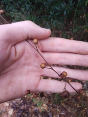 Ludwigia alternifolia