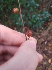 Ludwigia alternifolia