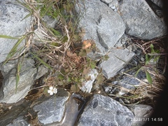 Geranium microphyllum