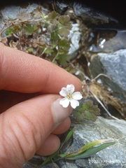 Geranium microphyllum