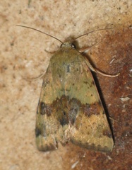 Heliothis viriplaca
