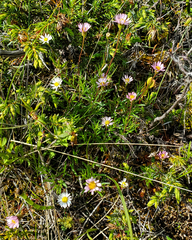 Erigeron hyssopifolius