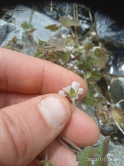 Geranium microphyllum