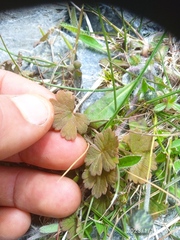 Geranium microphyllum