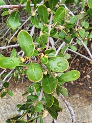 Ceanothus cuneatus