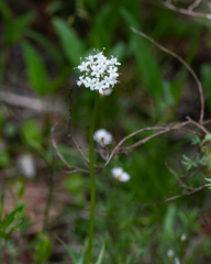 Valeriana uliginosa