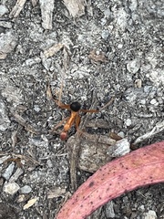 Leptomyrmex nigriventris