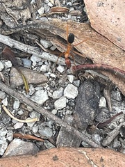 Leptomyrmex nigriventris