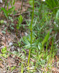 Valeriana uliginosa