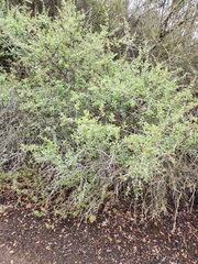 Ceanothus cuneatus