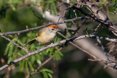 Hylophilus amaurocephalus