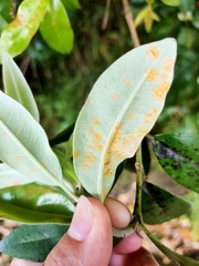 Austropuccinia psidii