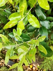 Austropuccinia psidii