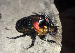 Sulcophanaeus imperator