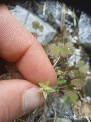 Geranium microphyllum