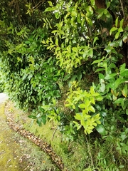 Austropuccinia psidii