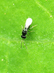 Ceraphronidae