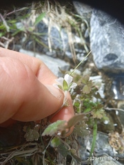 Geranium microphyllum
