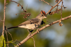 Coryphospingus pileatus