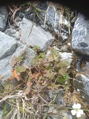 Geranium microphyllum