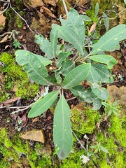 Heteromeles arbutifolia