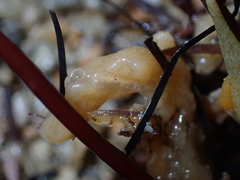 Porifera