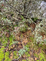 Heteromeles arbutifolia