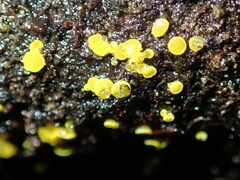 Calycina claroflava