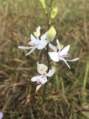 Calopogon pallidus