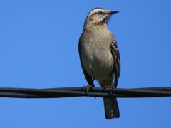 Mimus thenca