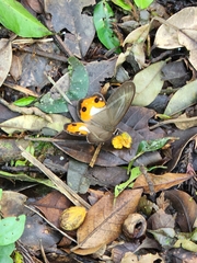 Pierella nereis