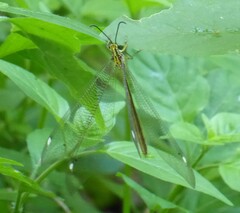 Banyutus lethalis