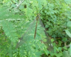 Banyutus lethalis