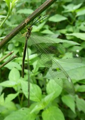 Banyutus lethalis