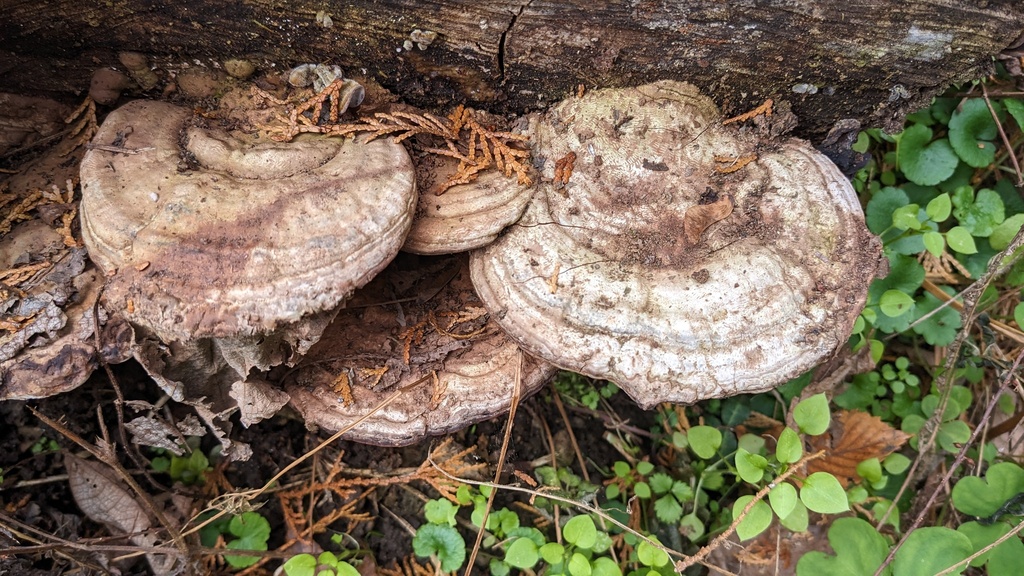 Ganoderma applanatum · January 2023 · photo: © atsushi_nakajima_cirque (iNaturalist, cc-by)