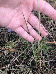 Calopogon pallidus