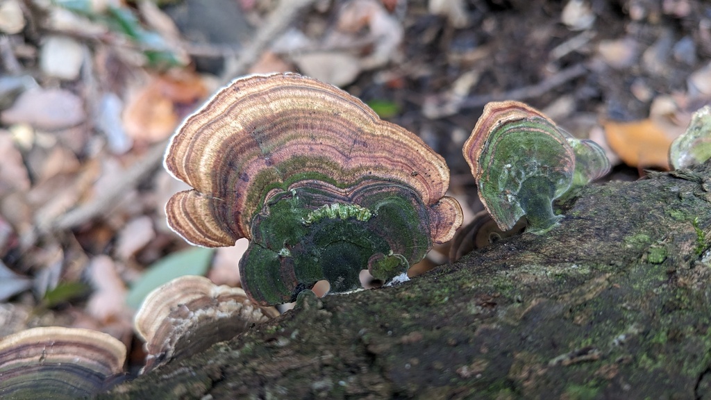 Microporus affinis · January 2023 · photo: © atsushi_nakajima_cirque (iNaturalist, cc-by)