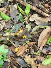 Pierella nereis