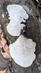 Microporus affinis