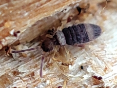 Entomobrya albocincta