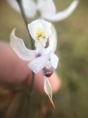 Calopogon pallidus
