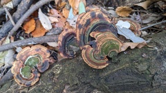 Microporus affinis