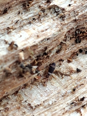 Entomobrya albocincta