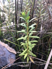 Proserpinaca palustris