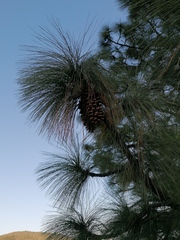 Pinus pseudostrobus